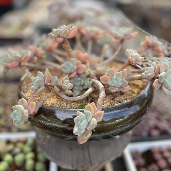 Shiyi Succulent Garden - Nurseries & Gardening Near Me - Chino, California