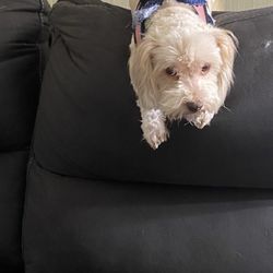 C & J Dog Grooming