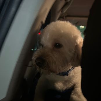 Go Go Spa - One of my pups. - Pet Groomers Near Me - Rosemead, California