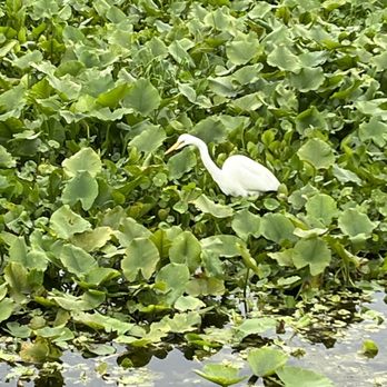 Orlando Wetlands - Parks Near Me - Christmas, Florida