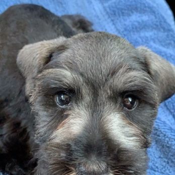 Rose Lane Schnauzers - undefined - Pet Adoption Near Me
