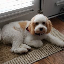 Cavachon Cut