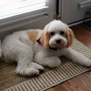 sarah's dog gone beautiful