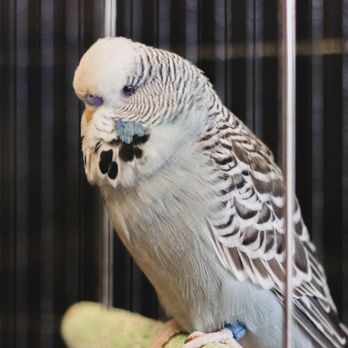 McCloud's Pets - Pet Stores Near Me - Sonora, California McCloud's Pets - Pet Stores Near Me - Sonora, California