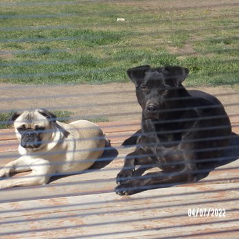 Leash & Lather - Lil Eddie with his Big Sister Leona - Pet Groomers Near Me - Redmond, Oregon