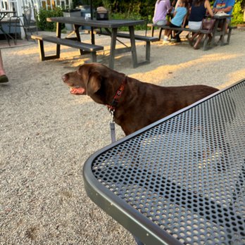 The Mitten Brewing - Awesome dog friendly yard for dinning. - Brewpubs Near Me - Saugatuck, Michigan The Mitten Brewing - Awesome dog friendly yard for dinning. - Brewpubs Near Me - Saugatuck, Michigan