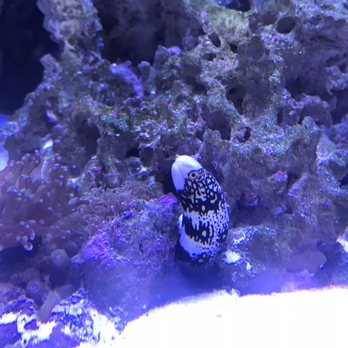Aqua Hut - Pet Stores Near Me - Coram, New York