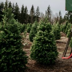 Christmas Creek Tree Farm - U-cut trees and saws to borrow.
