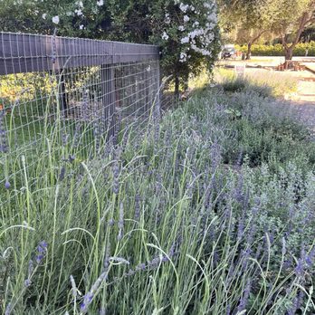 Olive + Lavender Farms - Attraction Farms Near Me - Los Olivos, California Olive + Lavender Farms - Attraction Farms Near Me - Los Olivos, California