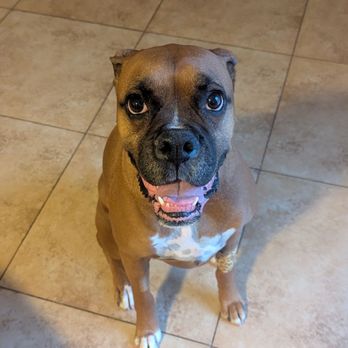 Highlands Animal Care - Thor after surgery! - Veterinarians Near Me - Henderson, Nevada Highlands Animal Care - Thor after surgery! - Veterinarians Near Me - Henderson, Nevada