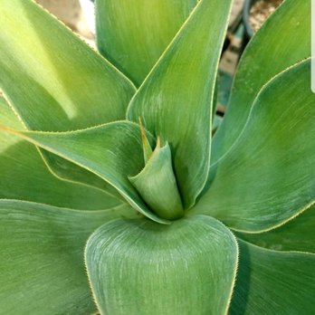 Lisa Arnold Nursery Sales - Nurseries & Gardening Near Me - Sunol, California