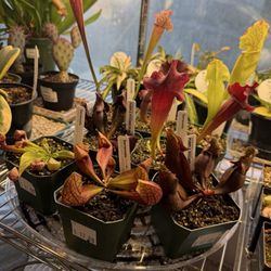 Garden Fever