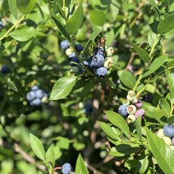 Awald Farms - Awald's Blueberries...