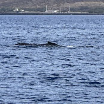 Ocean Sports - Whale sightings - Snorkeling Near Me - Waikoloa, Hawaii Ocean Sports - Whale sightings - Snorkeling Near Me - Waikoloa, Hawaii