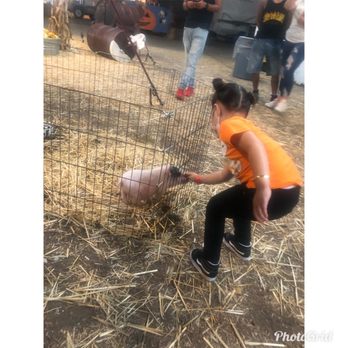 Mr. Jones Farm - Baby pig - Christmas Trees Near Me - Torrance, California Mr. Jones Farm - Baby pig - Christmas Trees Near Me - Torrance, California
