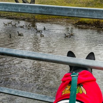 Hewick Meadows Park - Ahhhhhhhhhhhhh Ducks - Hiking Near Me Hewick Meadows Park - Ahhhhhhhhhhhhh Ducks - Hiking Near Me