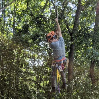 3 in 1 Property Services - Descending from pruning an Oak - Tree Services Near Me 3 in 1 Property Services - Descending from pruning an Oak - Tree Services Near Me