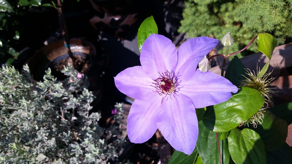 BUCKMAN’S HOME AND GARDEN Updated September 2024 11 Photos & 12