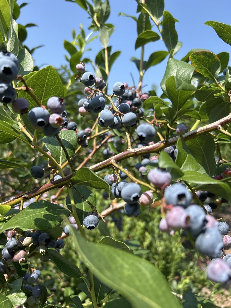Tut's Farm and Blueberries Logo