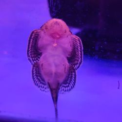 CK Aquarium - Hong Kong pleco