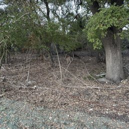Deer hiding in the thicket
