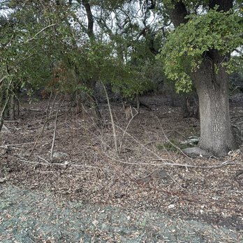 Lakeline Park - Deer hiding in the thicket - Parks Near Me - Cedar Park, Texas