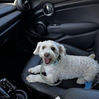 Wet Paws Grooming Studio - Happy clean and clipped girl. She is so happy. They treated her like royalty. Highly recommend!! - Pet Groomers Near Me - Mountain View, California Wet Paws Grooming Studio - Happy clean and clipped girl. She is so happy. They treated her like royalty. Highly recommend!! - Pet Groomers Near Me - Mountain View, California