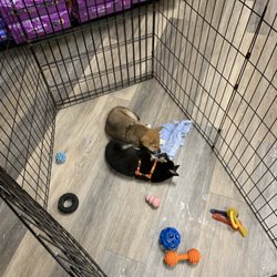 Pat's Pets