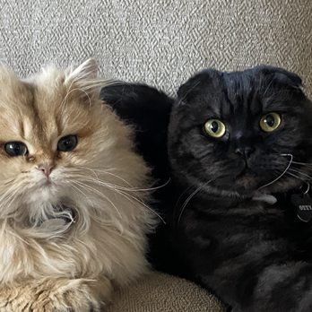 Lulu's Kittens Scottish Folds - Pet Breeders Near Me - Brisbane, California