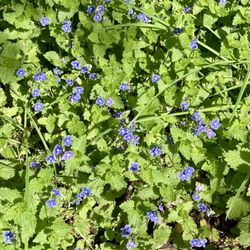 Speedwell (Veronica spp) Southwood Country Park (east side)