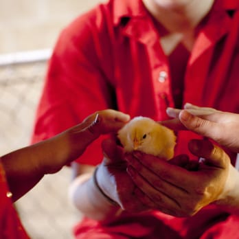 Maryland State Fair - Chicks - Community Service/Non-Profit Near Me - Timonium, Maryland