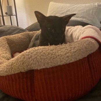 Budget Locksmith - My cats were very thankful Sal was able to unlock the door so I could feed them breakfast. - Keys & Locksmiths Near Me Budget Locksmith - My cats were very thankful Sal was able to unlock the door so I could feed them breakfast. - Keys & Locksmiths Near Me