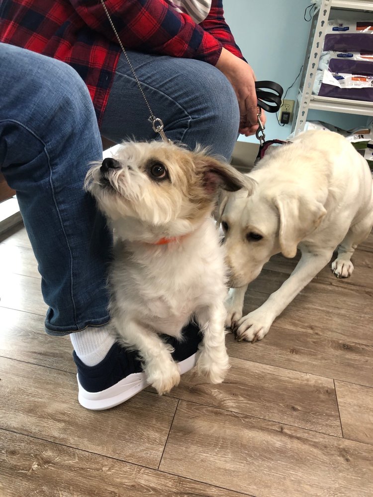 companion pet clinic aloha