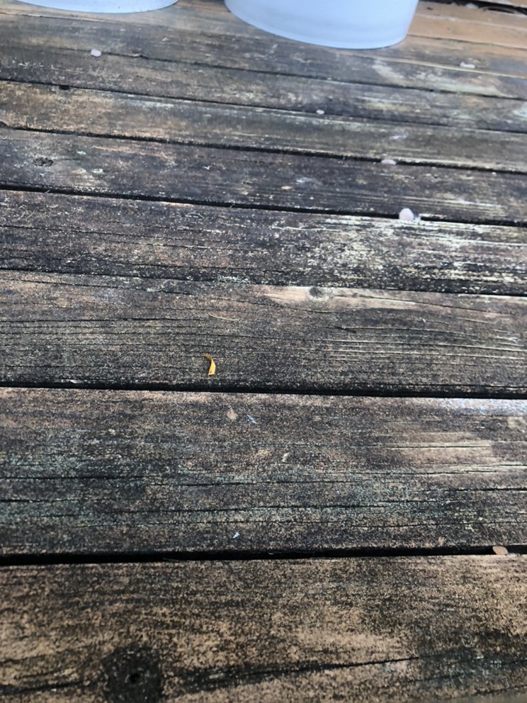 Sauce Soft Wash - veterans service organization in Saint Louis, MO