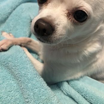 PetSmart - Pet Training Near Me - Rosemead, California