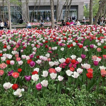 Pumphouse Park - A sea of tulips - Parks Near Me Pumphouse Park - A sea of tulips - Parks Near Me