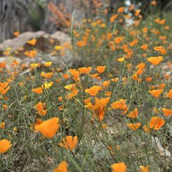 Environmental Nature Center - Native poppies