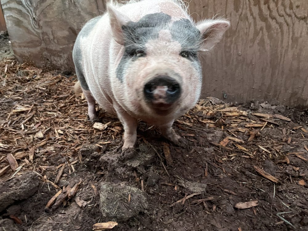 Gentle Souls Sanctuary - social services organization in Glorieta, NM