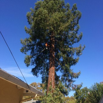 Prodigy Works Tree Service - Landscaping Near Me Prodigy Works Tree Service - Landscaping Near Me