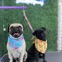 Photo of Emanuel Pet Grooming
