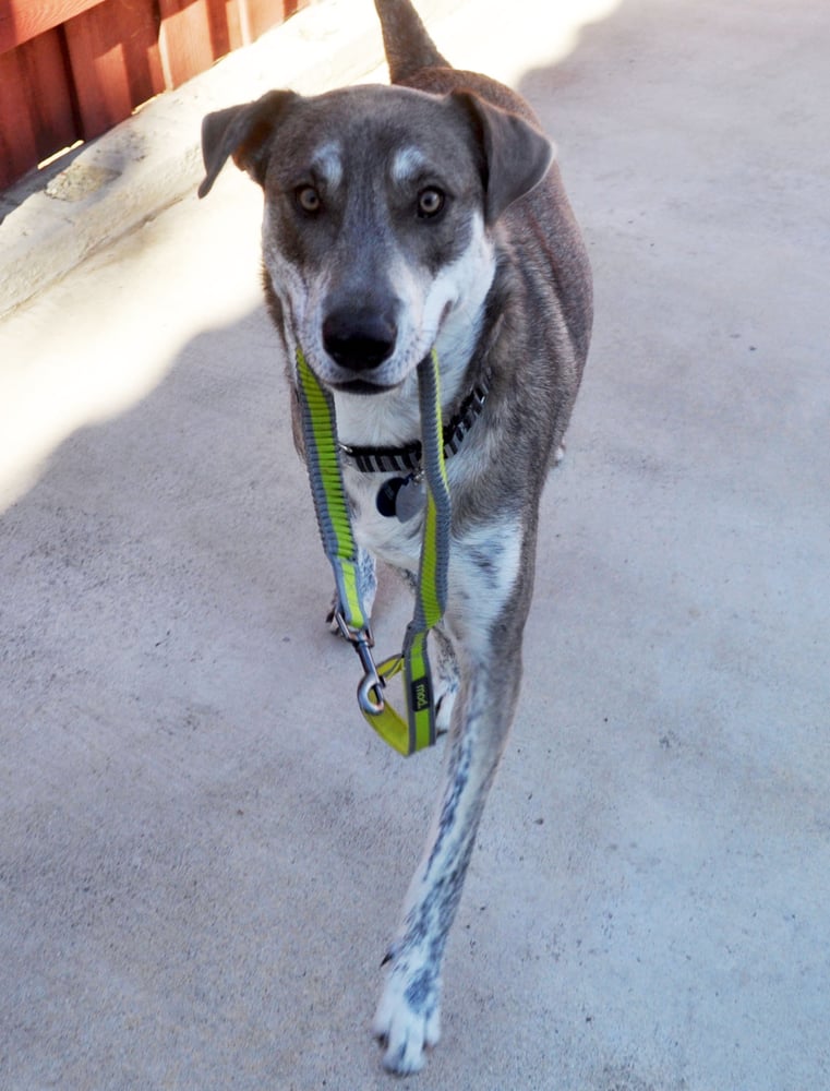 Let's Go Fur a Walk - pet boarding facility in Green Bay, WI
