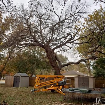 Sammy D’s Tree Service - Tree Services Near Me Sammy D’s Tree Service - Tree Services Near Me