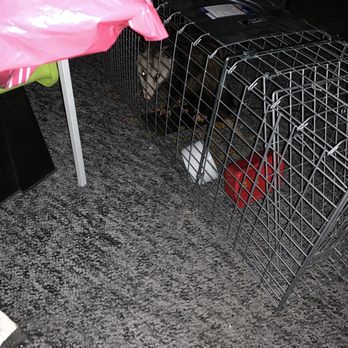 Pro Pacific Pest Control - Possum #1 - Pest Control Near Me Pro Pacific Pest Control - Possum #1 - Pest Control Near Me