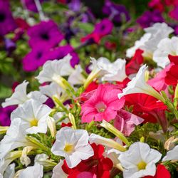 Candyapple Nursery & Landscaping