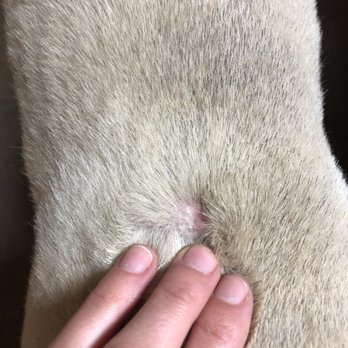 Paws On Pearl - Pet Groomers Near Me - Tulsa, Oklahoma