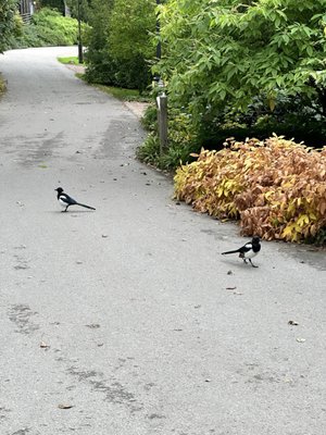 Gothenburg Botanical Garden by null