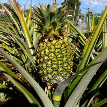 Ocean View Farms - Pineapple! - Community Gardens Near Me - Los Angeles, California