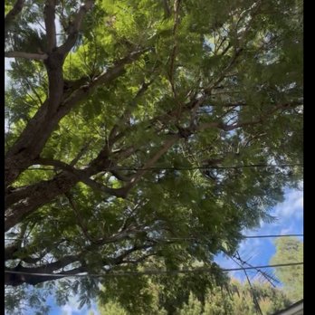 Affordable Tree Care - Tree Services Near Me Affordable Tree Care - Tree Services Near Me