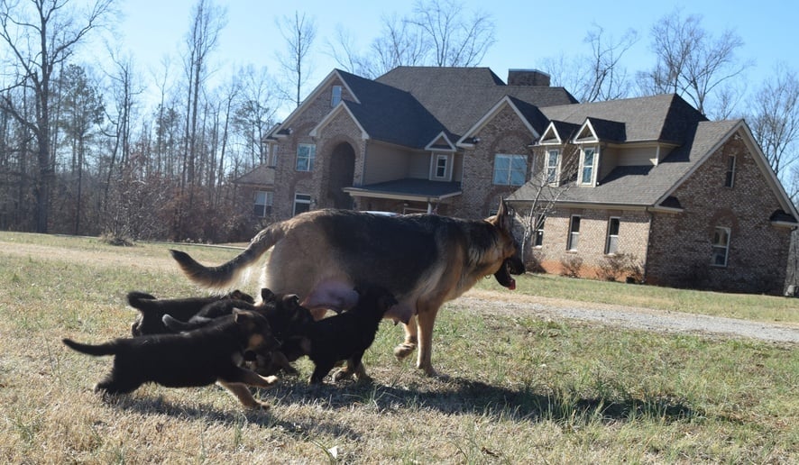 apple ridge german shepherds