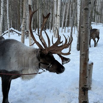 Running Reindeer Ranch - Walking Tours Near Me - Fairbanks, Alaska